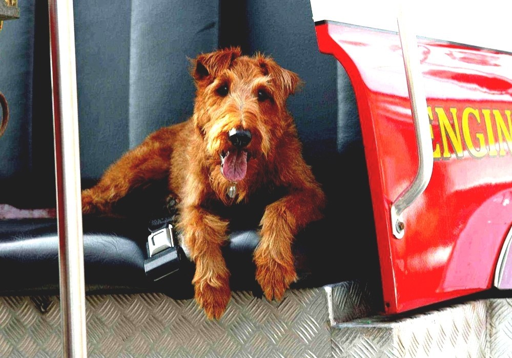 Firehouse Dog