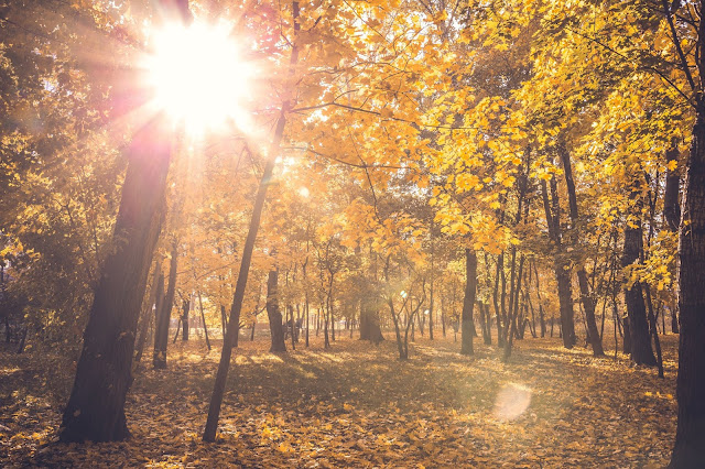 Autumn woodland with orange leaves on the ground