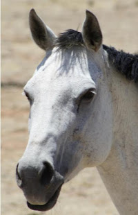 Friendly Texas horse who stopped to say "Howdy Ya'all!"