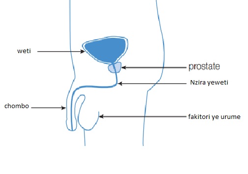 Joga prostatitis adenoma