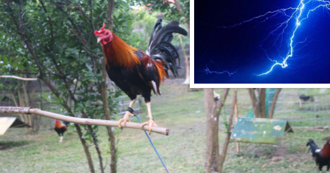 Pamahiin sa Sabong: Kapangyarihan ng Kidlat | Sabong ...