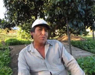 Experiencia sobre producción, instalación y venta de plantones de palto en Cajabamba