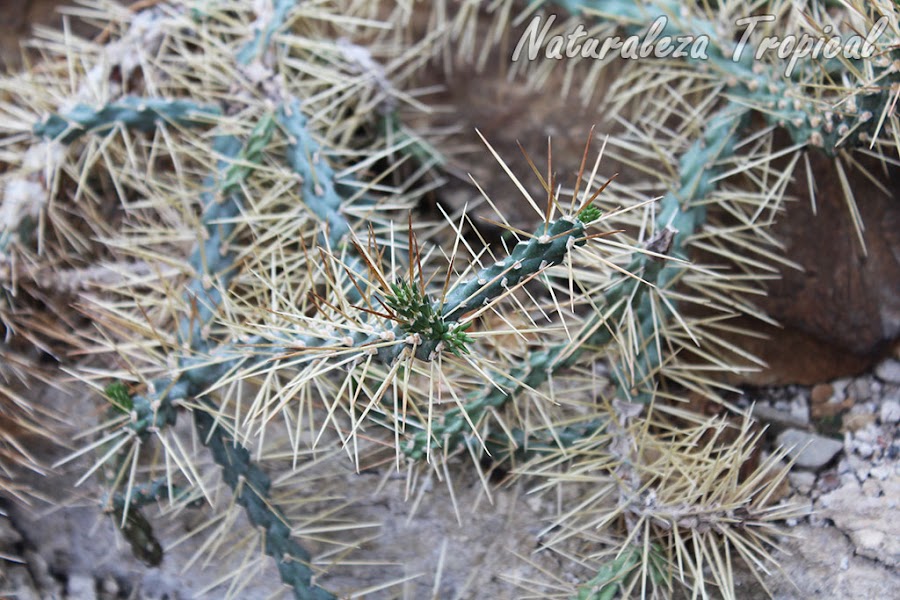 Vista de los tallos del cactus cubano Cylindropuntia hystrix