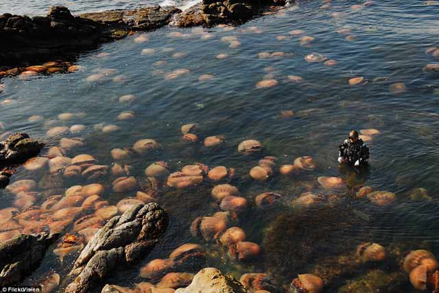 10 Foto Dasar Laut Mengerikan ini Dijamin Membuat Bulu Kuduk Berdiri 10 Foto Dasar Laut Mengerikan ini Dijamin Membuat Bulu Kuduk Berdiri