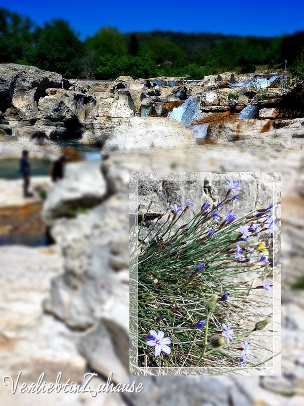 Felsblumen, Steinschluchten, Wasserfälle, Wasserstrudel an den Kaskaden von Sautadet in Frankreich