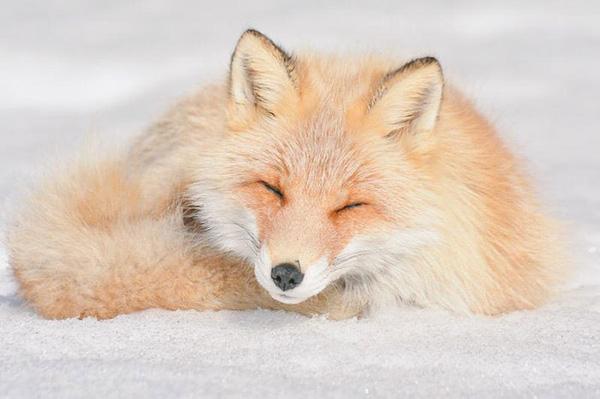 7 loài động vật dễ thương vô cùng tại "đảo thiên đường" Hokkaido