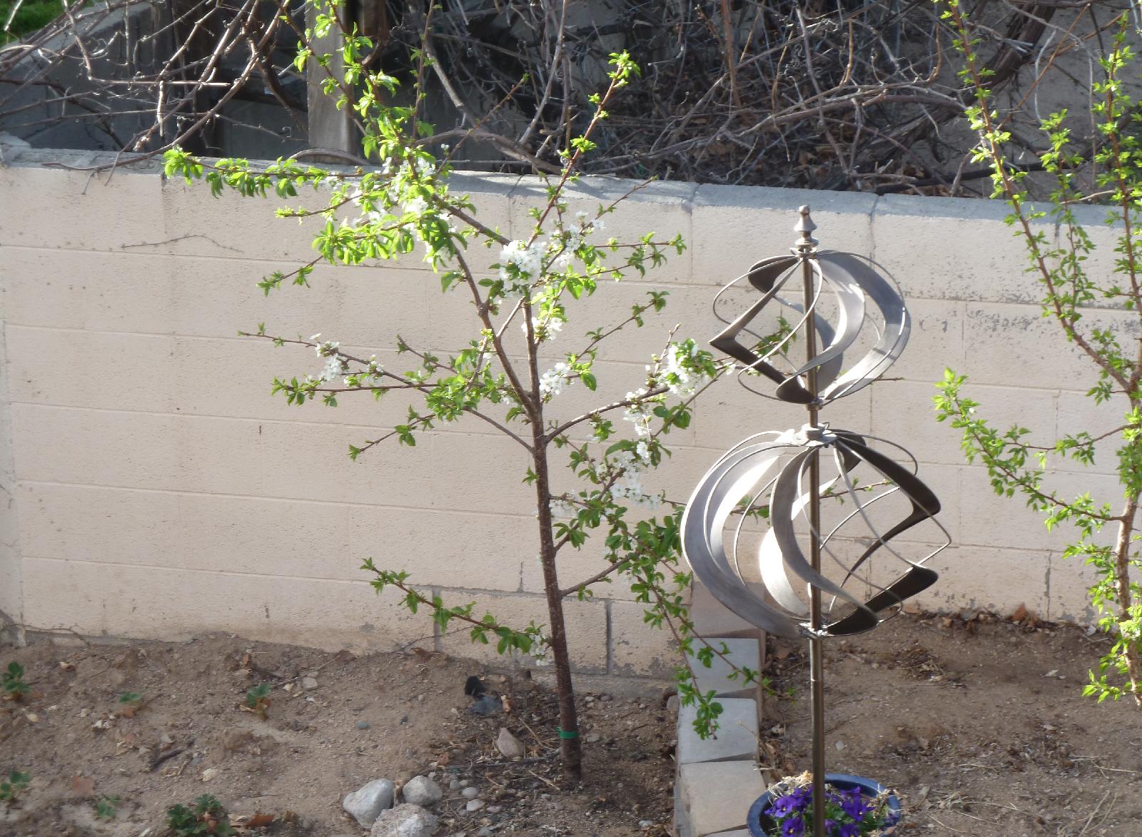 Tehranivee Sweet Cherry On Gisela 5 Rootstock Albuquerque Fruit Tehranivee Blooming In 2017 It Actually Set A Good Amount Of Fruit Even Though This Looks Like Light Bloom