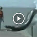 فيديو|اكبر مخلوق في البحر يخرج ليفترس كلبها و يعود ادراجه تسبب في حالة رعب 
