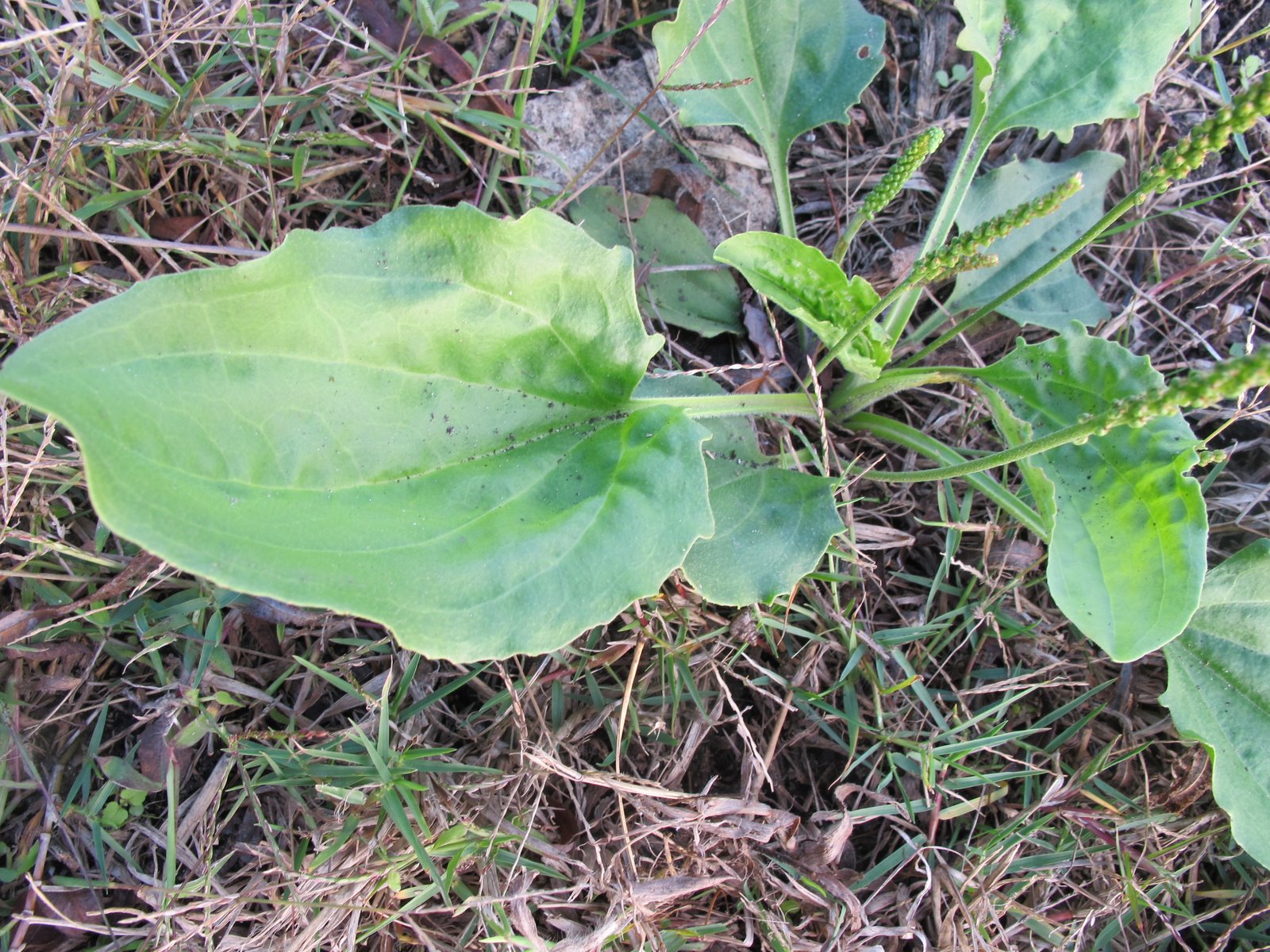 Piantaggine Maggiore | Plantago Major L - Foto 5