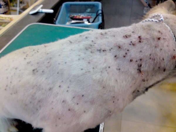 5. Negligenciar: shih tzu com pulgas prevenção carrapato