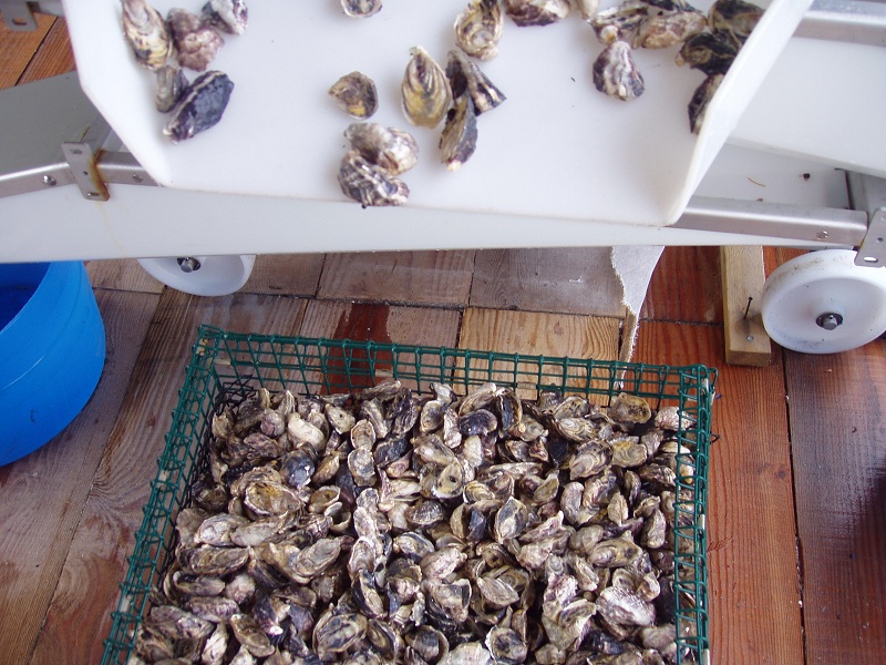 Mobile Oyster Seed Sorter