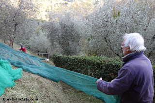 raccolta delle olive Harvest of the Olives Tuscany Setting out Nets