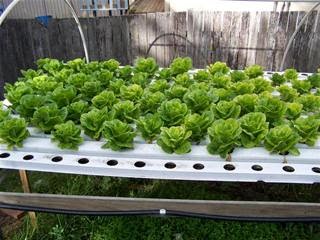 Large Scale Hydroponic Systems : Benefits Of Building An Aquaponics System