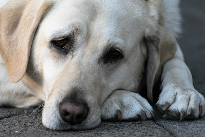 9 Signs To Tell If Your Dog Is Depressed or Unwell Fixing Dog depression