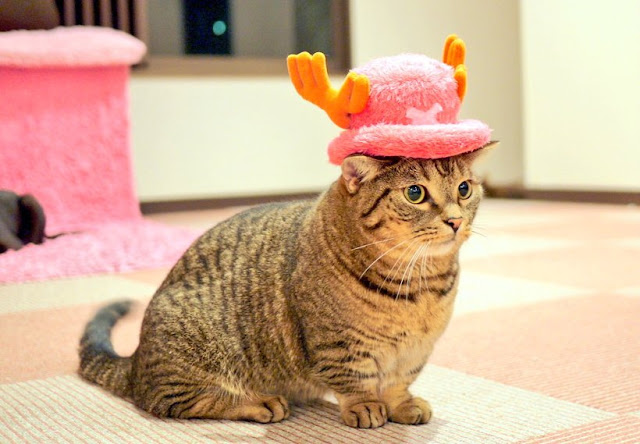 Коты-косплееры