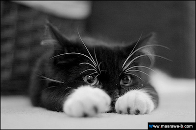 cats33