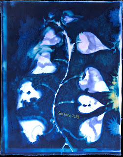 Wet cyanotype_Sue Reno_Image 530