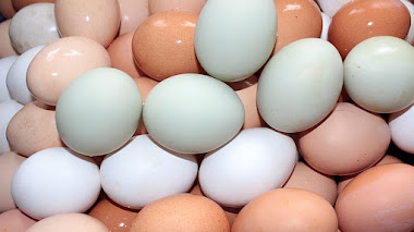 ¿Huevos blancos o morenos?