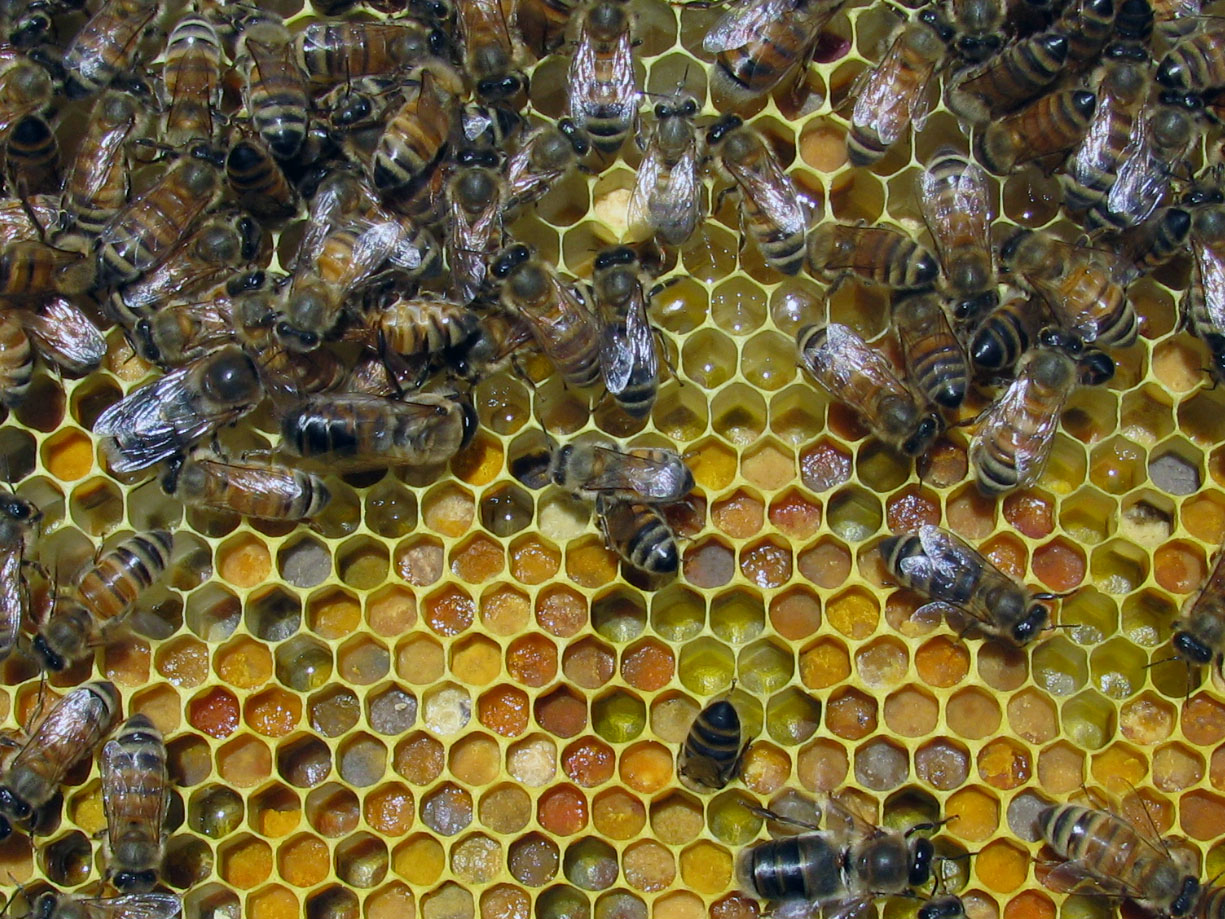 Honeybee Reverie: June 2012