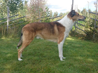 Sileäkarvainen collie, Kiiramanna Valentino Timeless