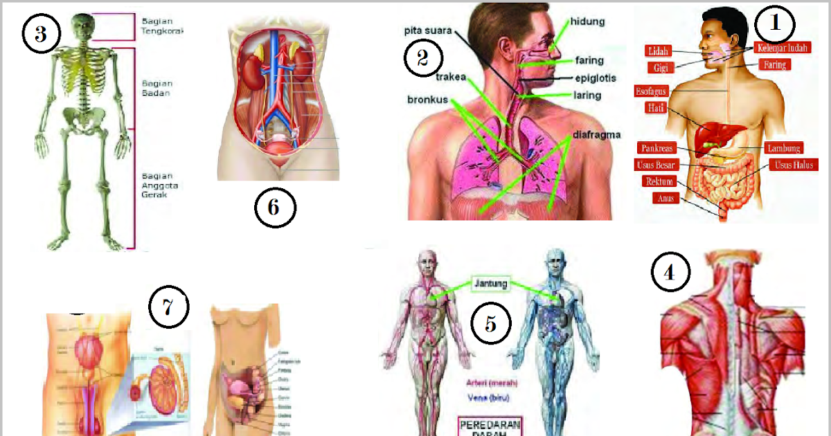 Organ Organ Perkemihan Dan Fungsinya - Sistem organ pada tubuh hewan