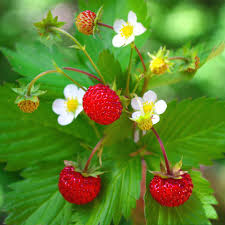 fragaria-www.healthnote25.com