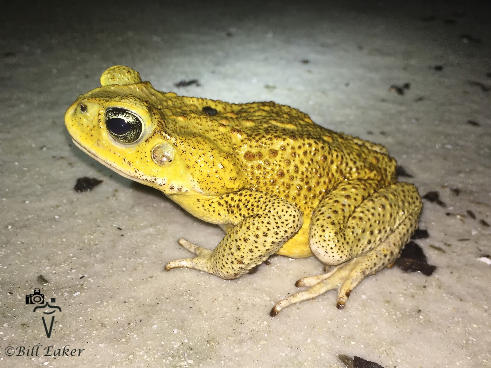 +118 How To Get Rid Of Cane Toads In Backyard | Outdoorhom
