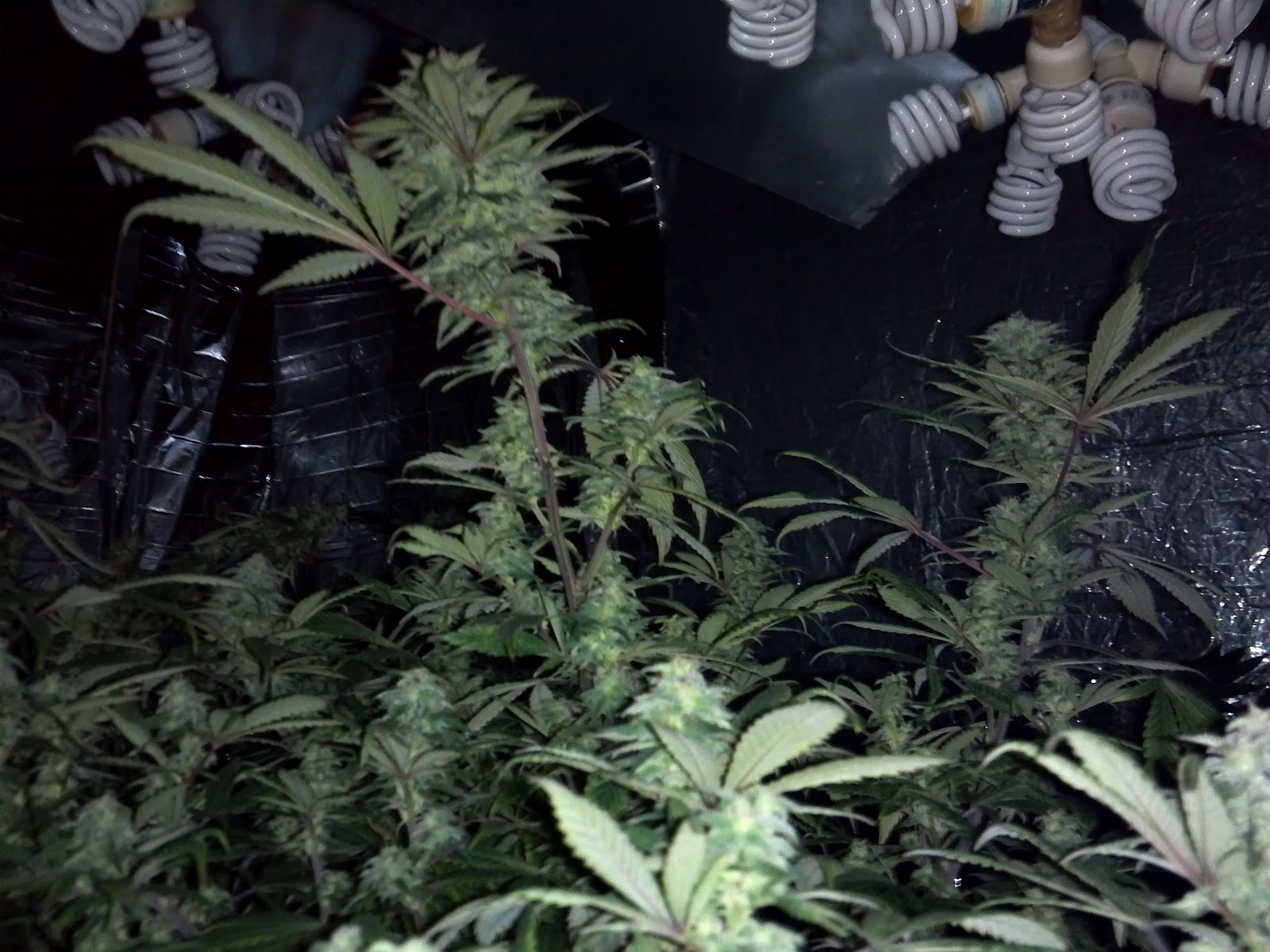 Stealth Marijuana Grow Lights of Today CFL vs Hid vs LED
