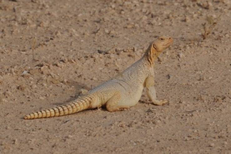 تفسير حلم رؤية الضب وقتله في المنام موسوعة المعرفة الشاملة