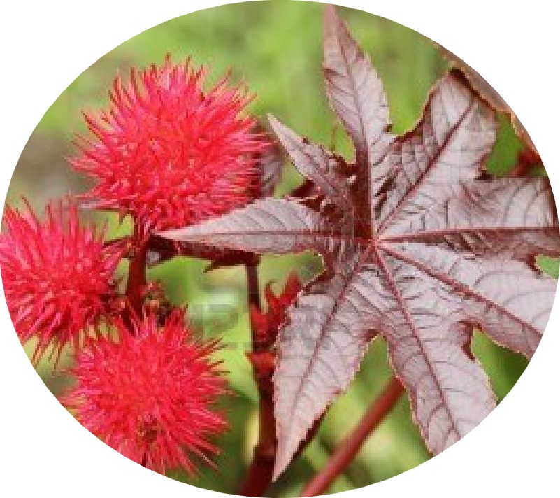 Pousse De Cheveux Rapide Et Naturelle L Huile De Ricin Est Elle