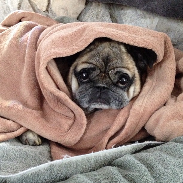 cold pug wrapped up in blankets