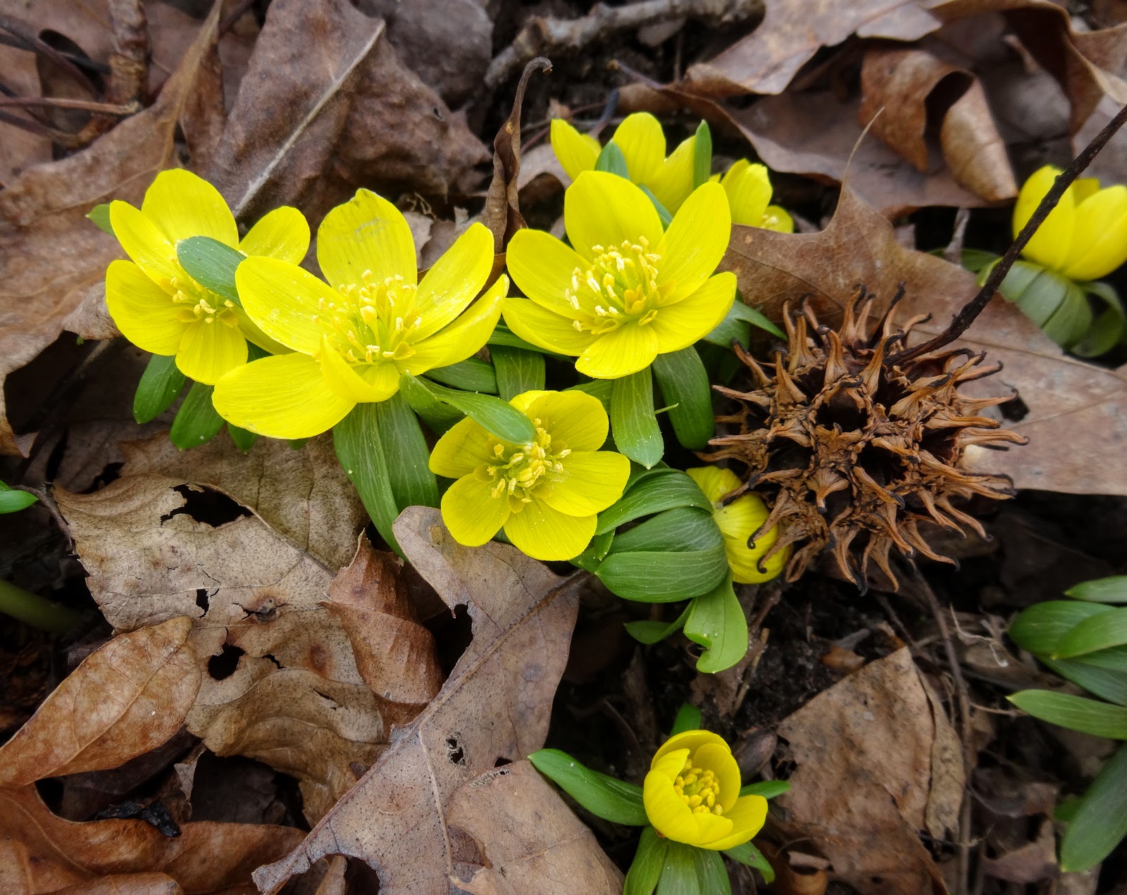 Love, Joy and Peas First Flowers of Spring 2016!