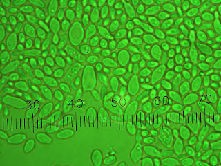 Microbes isolated from De Dolle Oerbier Special Reserva.