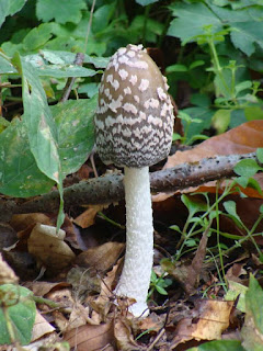 Coprinopsis picacea DSC68752