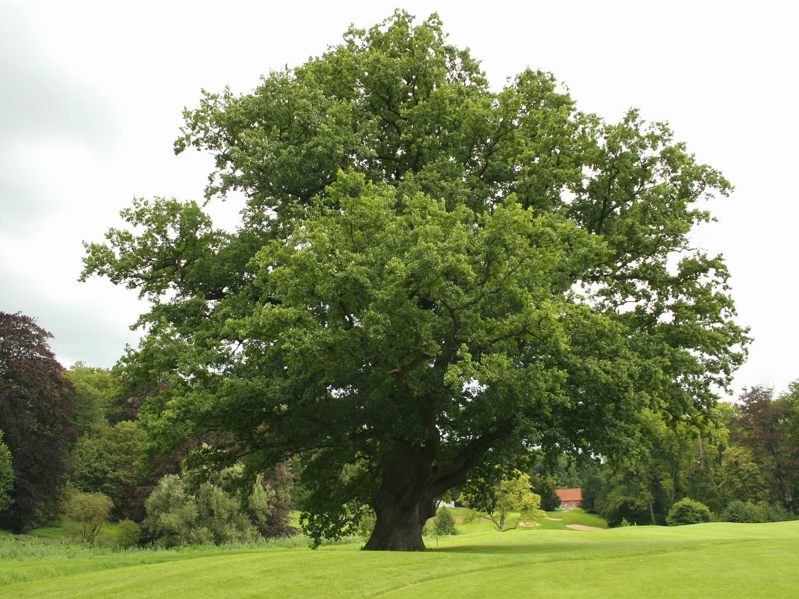 Trees Planet: Quercus robur - Pedunculate Oak - English Oak