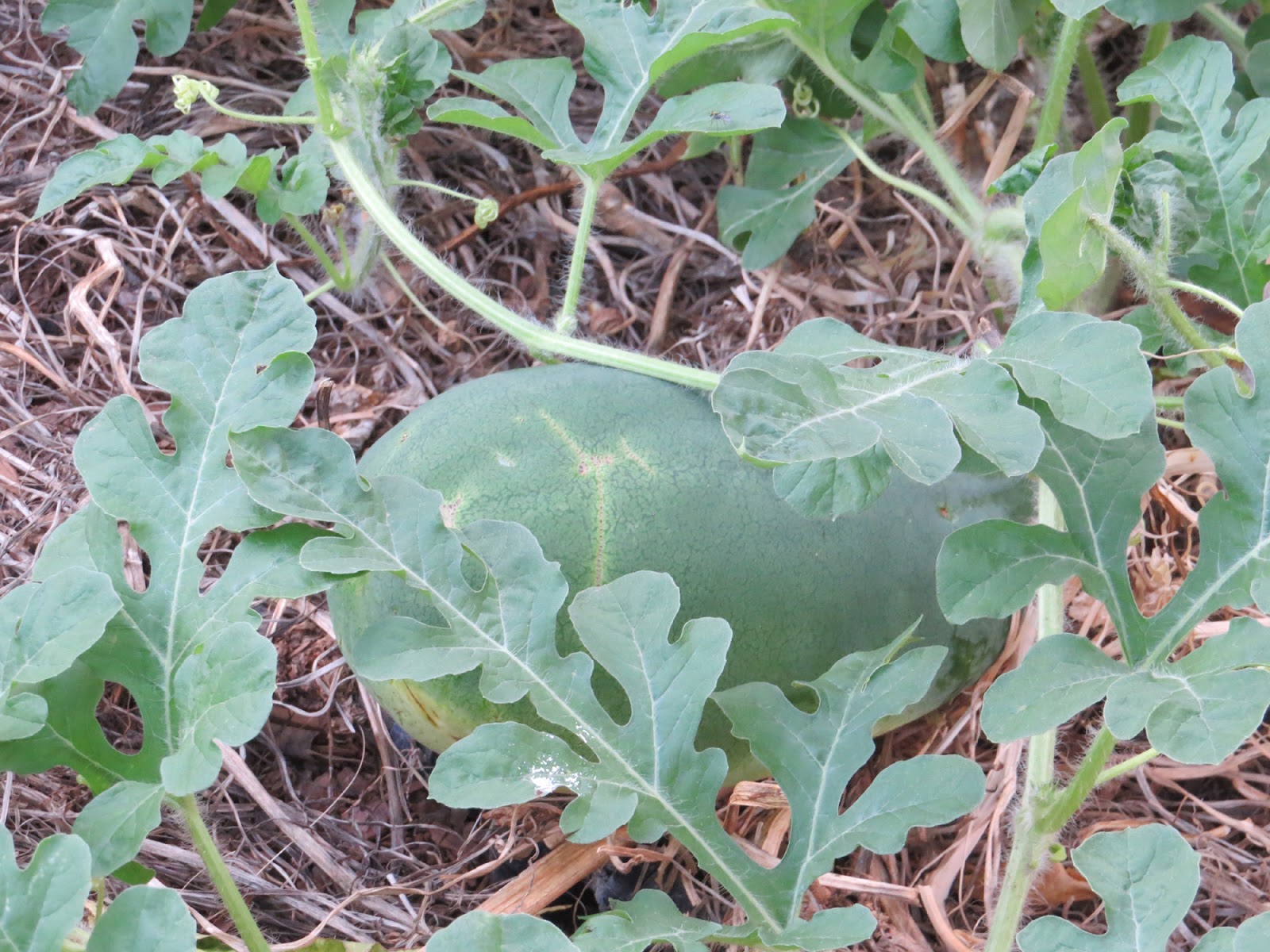 Germinate watermelon seeds paper towel