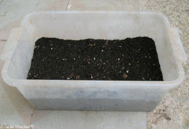 Como reproducir el helecho Phyllitis Scolopendrium (Lenguas de ciervo