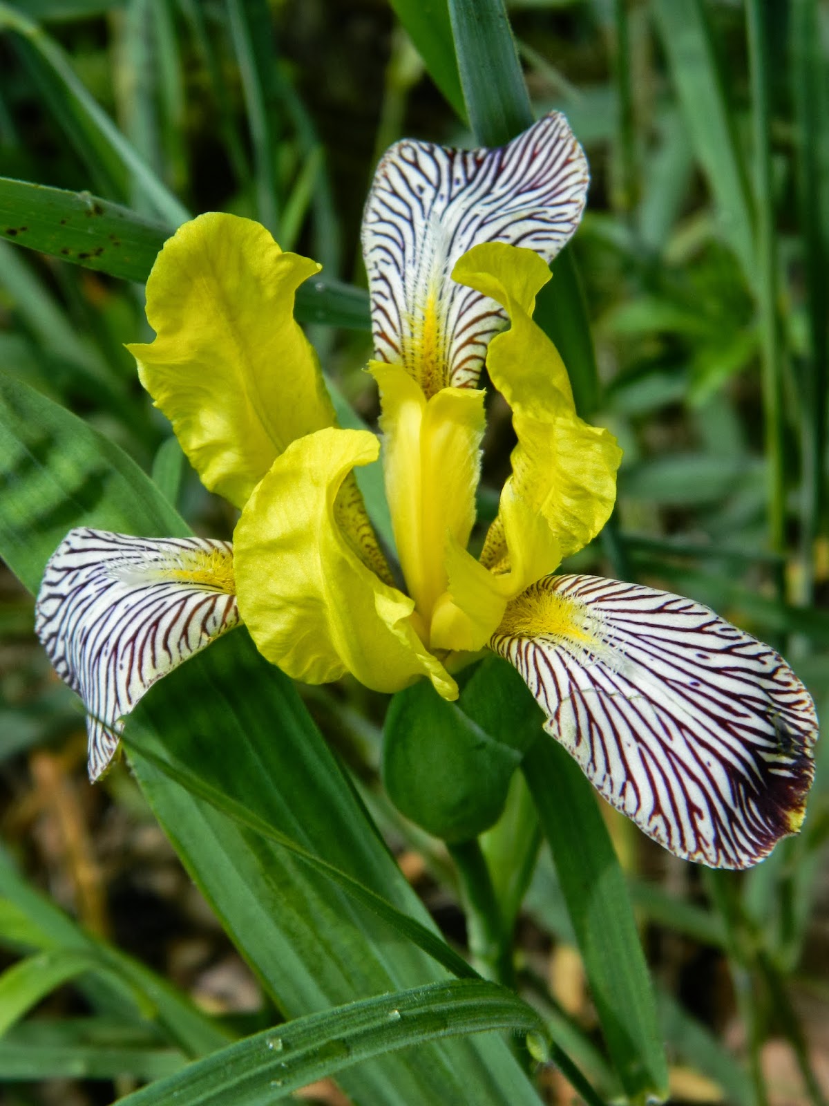 Terep-járó: Sziromszínek. Vadvirág-album 10. Tarka virágok