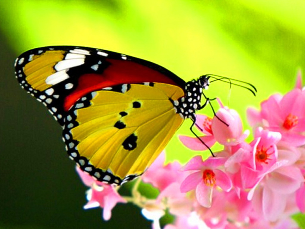 30 curiosidades sobre borboletas e mariposas Porquinho da Índia Skinny Viviane 30 curiosidades sobre borboletas e mariposas Porquinho da Índia Skinny Viviane