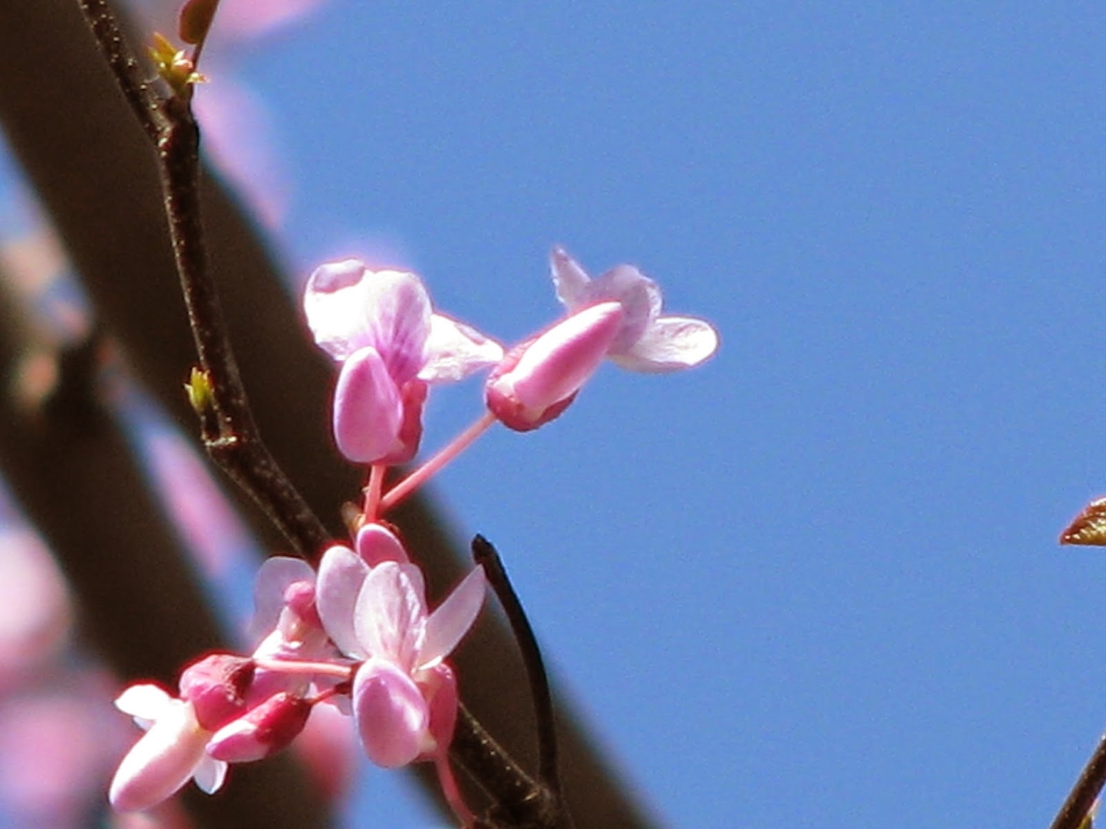 Home Sweet Life May 2014