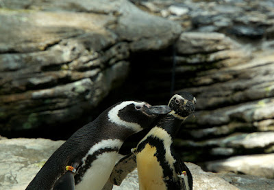 Oceanario-Parques das Naçoes-Lisbonne-Portugal