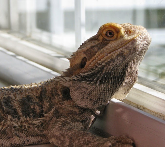 bearded-dragon-tail-rot-image-6.jpg bearded-dragon-tail-rot-image-6.jpg