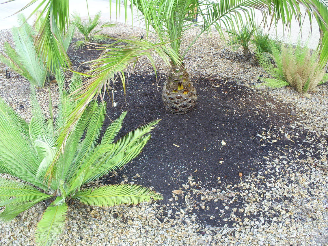 Brad's Tropical Paradise Planting iris bulbs around a palm tree