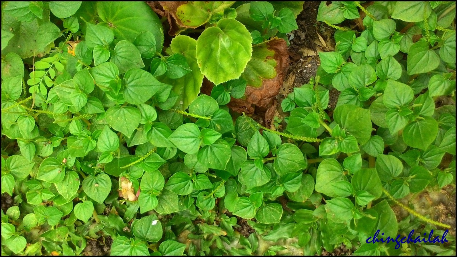 Simple Living In Nancy: PANSIT-PANSITAN GROWING IN MY GARDEN.