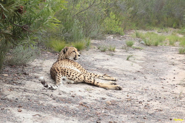 26-11-18. Guepardos en Tenikwa, Birds of Eden, Robberg Nature Reserve y Tsitsika - Ciudad del Cabo y Garden Route (1)