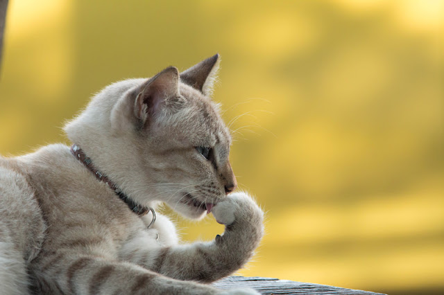 Beautiful cat licks its front paw - cat training science resources