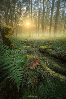 https://500px.com/photo/171705587/enchanted-forest-by-michael-j-?current_page=4743966569615327232ACVABc0twKPAjHA&from=following&user_id=6235344
