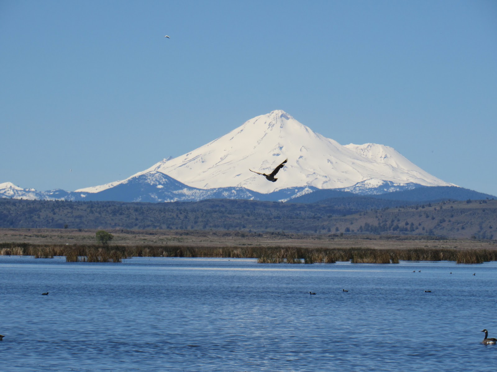Wings and Daydreams Tule Lake NWR Auto Tour Part One