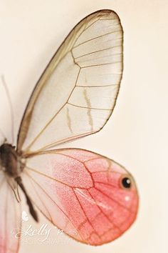 butterfly images