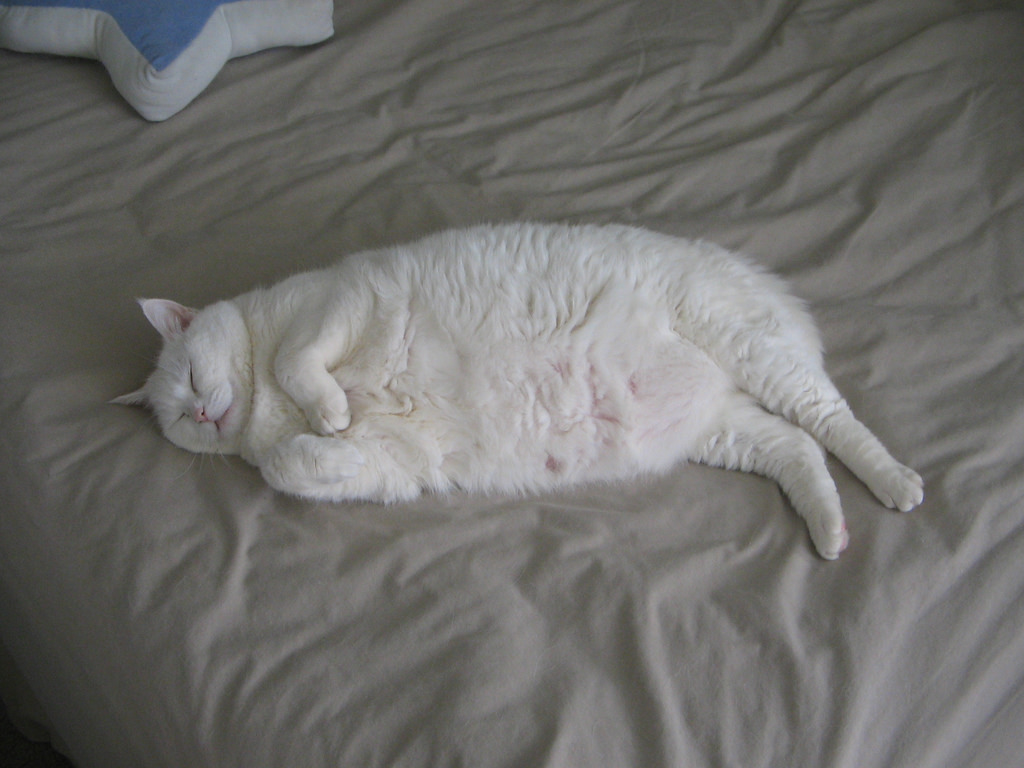 После плотного обеда надо покурить. Толстый белый кот. Жирные коты белые. Толстая белая кошка.